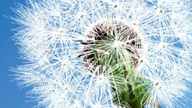 Capture d'écran de Dandelion 3