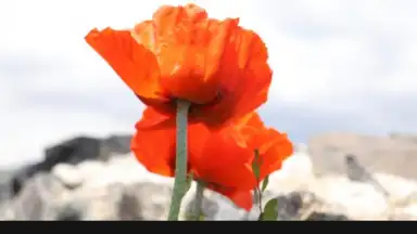 Capture d'écran de PicsArt 2